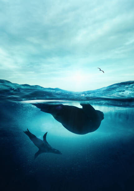 Obraz na plátne Underwater seals