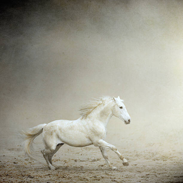 Obraz na plátne White horse galloping