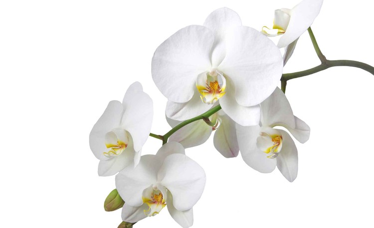 Carta Da Parati Fiori Orchidee Natura Bianco Europostersit