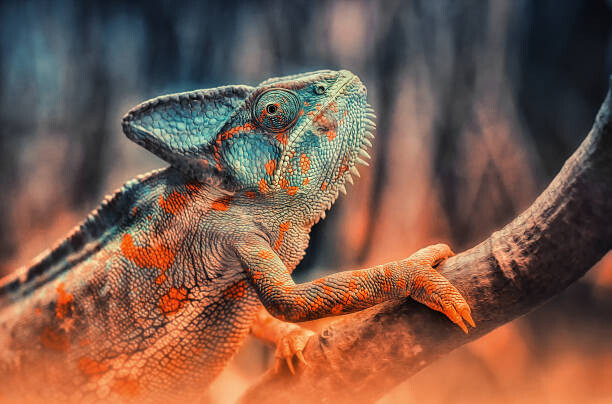 Samolepka chameleon