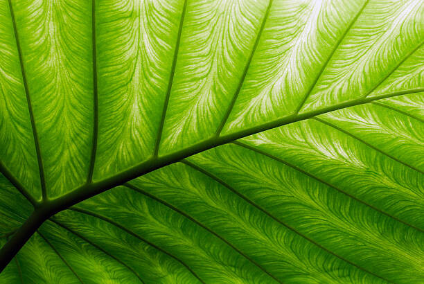 Samolepka Close-up of a bright green palm leaf