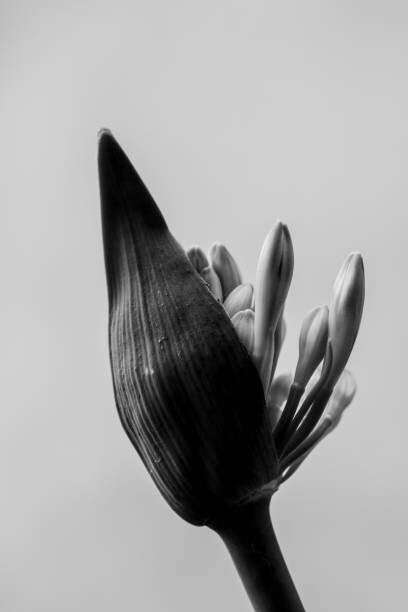 Tričko close up of agapanthus bud in bloom isolated