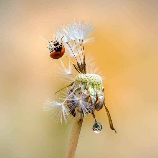 Samolepka Close-up of insect on flower,California,United States,USA