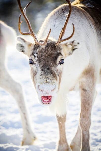 Samolepka Close up of reindeer in the snow, Swedish Lapland