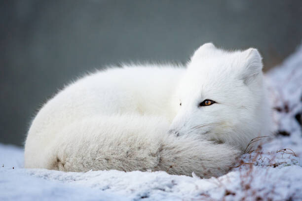 Samolepka Close-up of snow on field,Dovrefjell National