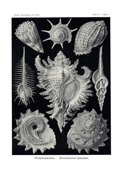 Samolepka Ctenobranchia