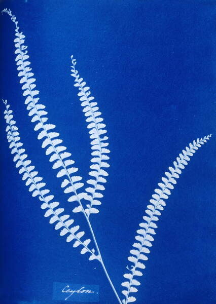 Samolepka Cyanotype of a Ceylonese fern, 1853
