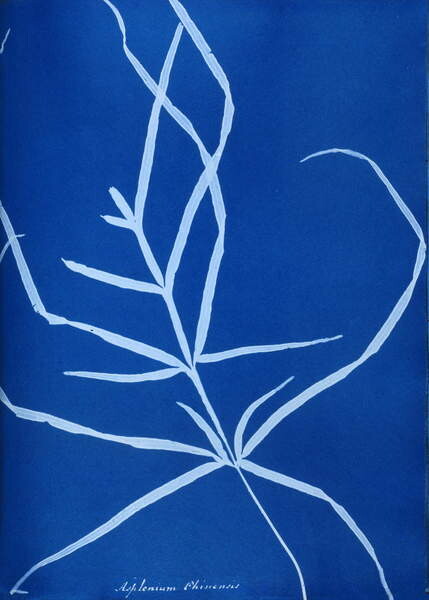 Tričko Cyanotype of British fern, 1853