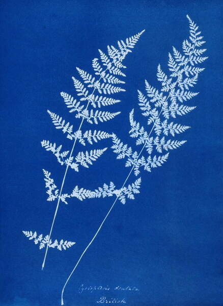 Sticker Cyanotype of Cystopteris dentata, 1853