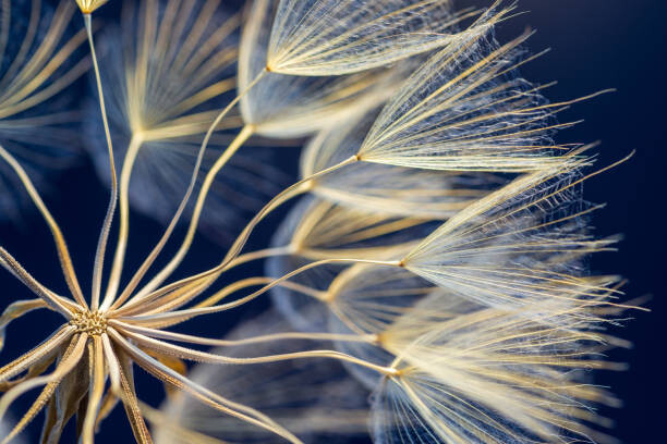 Sticker Dandelion