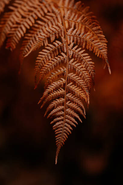 Samolepka dark moody faded autumn leaf background,