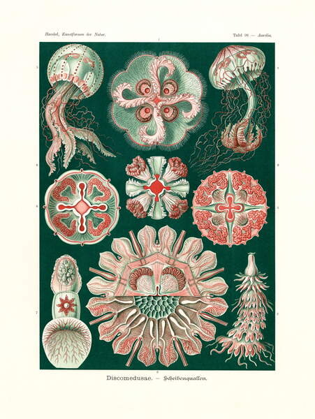 Samolepka Discomedusae, 1899-1904