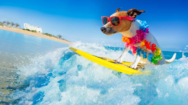 Samolepka dog surfing on a wave