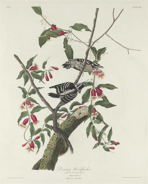 Naklejka Downy Woodpecker, 1831