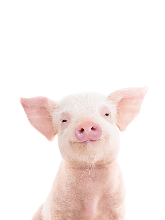 Exklusiva konstfoton Piglet