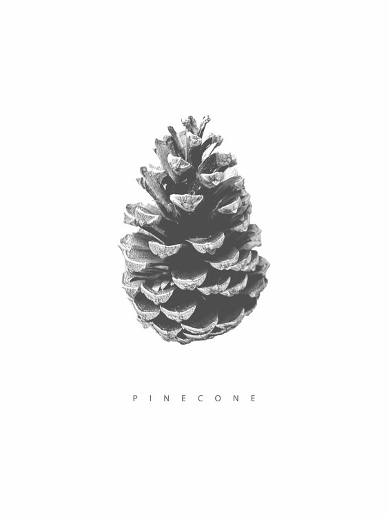Illustration pinecone
