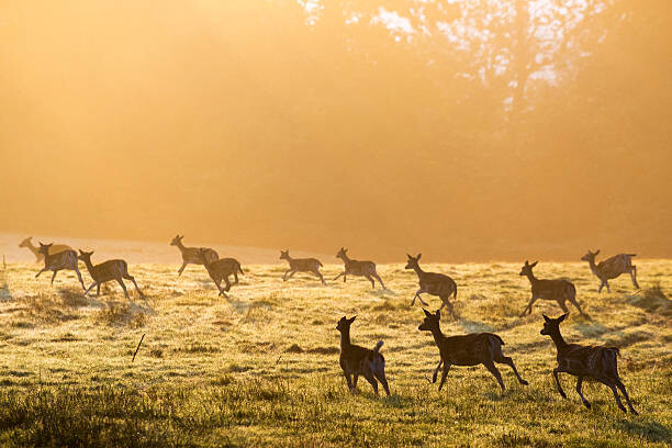 Samolepka Fallow deer on the move across pasture at dawn