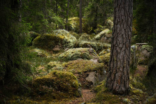 Sticker Forest environment in a primeval forest