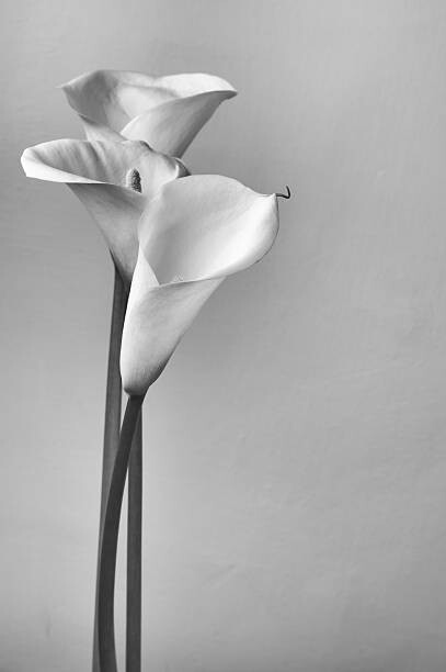 Behang Calla lilies