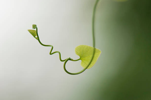 Behang Delicate plant tendril