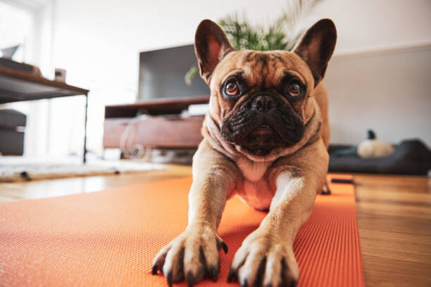 Behang French Bulldog puppy stretching on yoga mat
