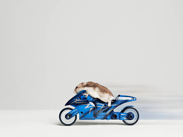 Behang Hamster sitting on toy motorcycle, side