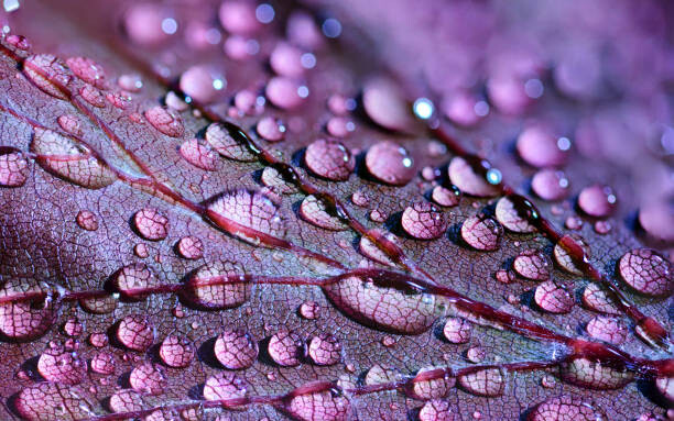 Behang water drops