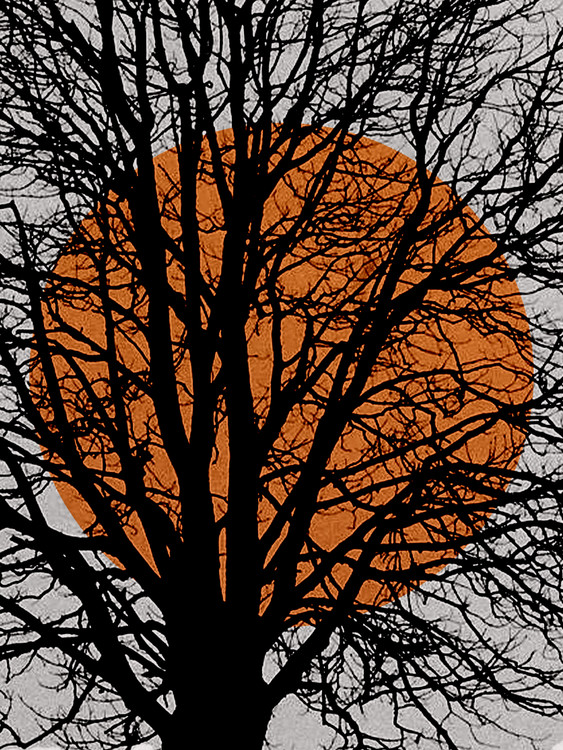 Fotografia artystyczna abstractorangesuntree