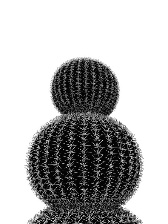 Fotografia artystyczna BLACKCACTUS5