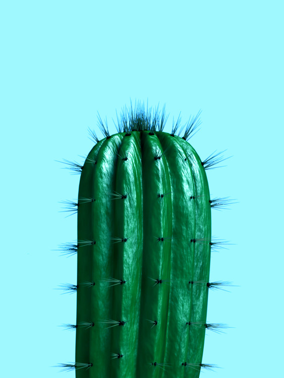 Fotografia artystyczna cactus1