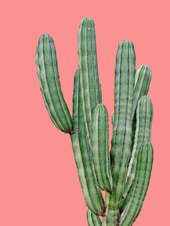 Fotografia artystyczna cactus6