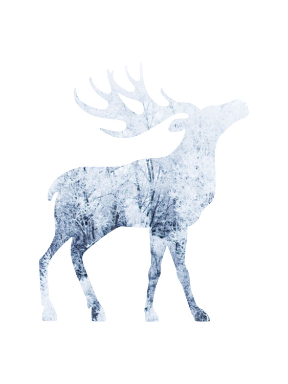 Fotografia artystyczna moosesnow1