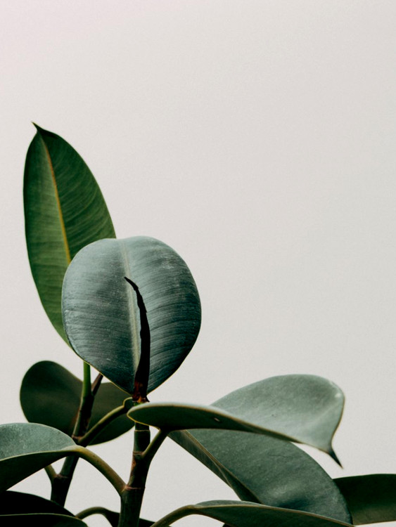 Ilustracja plant leaf