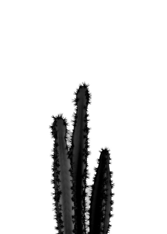 Fotomural BLACK CACTUS 4