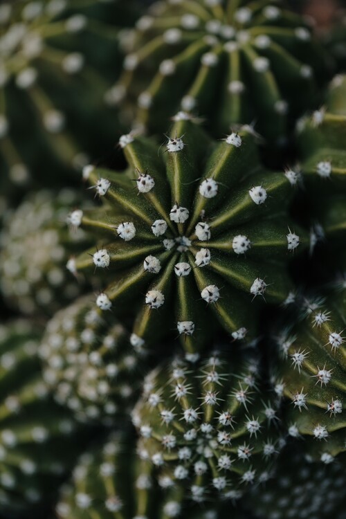Fotomural Cactus from above