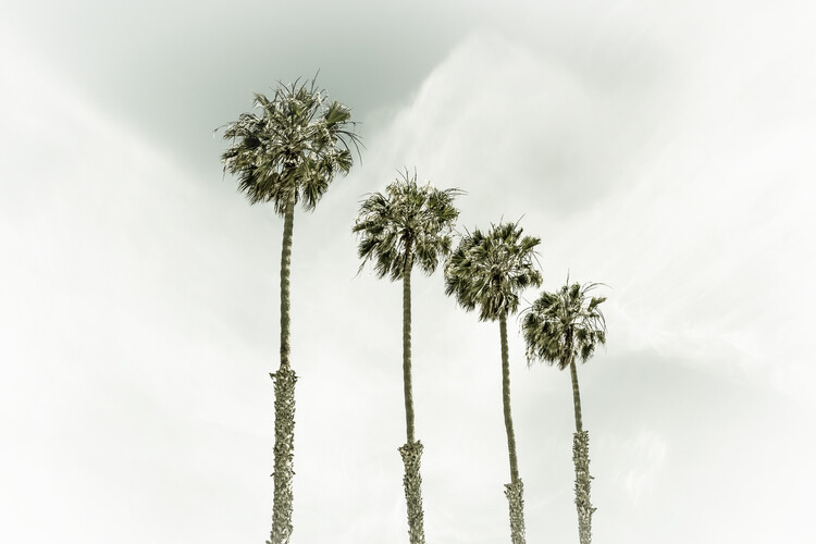 Fotomural Coastal Palm Trees | Vintage