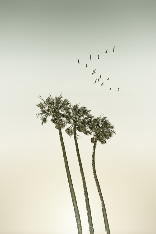 Fotomural Vintage palm trees at sunset