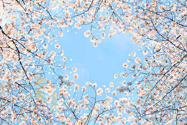 Fototapet Cherry blossom