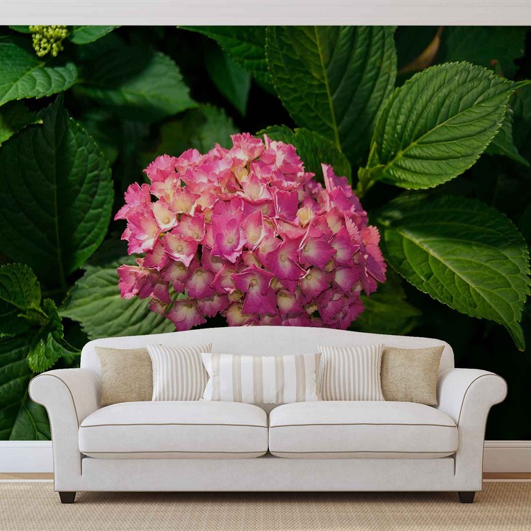 Flowers Hydrangea Pink Fototapet