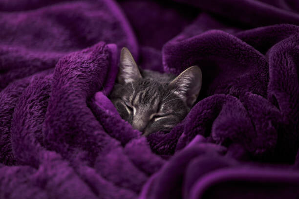 Tapet Tabby cat sleeping wrapped on blanket