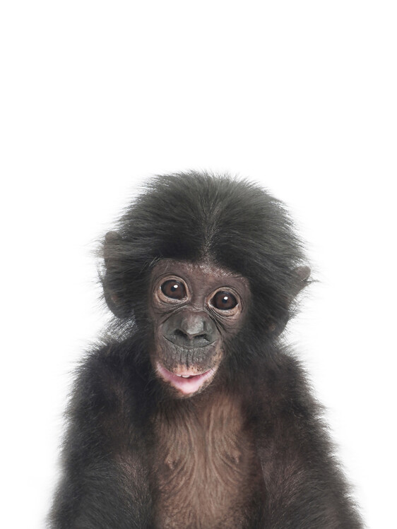 Baby Monkey Fototapete