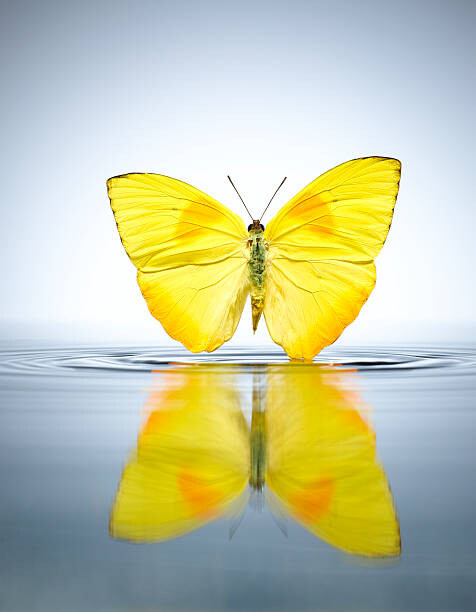 Fototapete Buttercup Butterfly in a pool of water