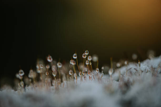 Fototapete Close up of dew on frosty