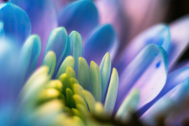 Fototapete Close-up, petals of chrysanthemum flowers. Gentle