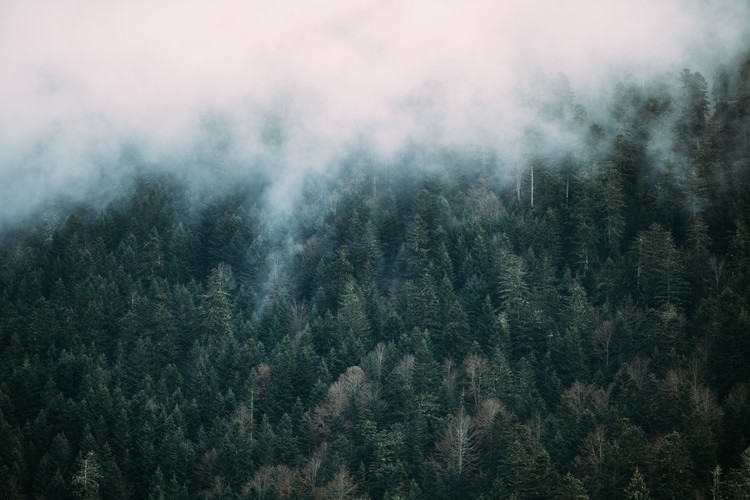 Fototapete Fog over the forest