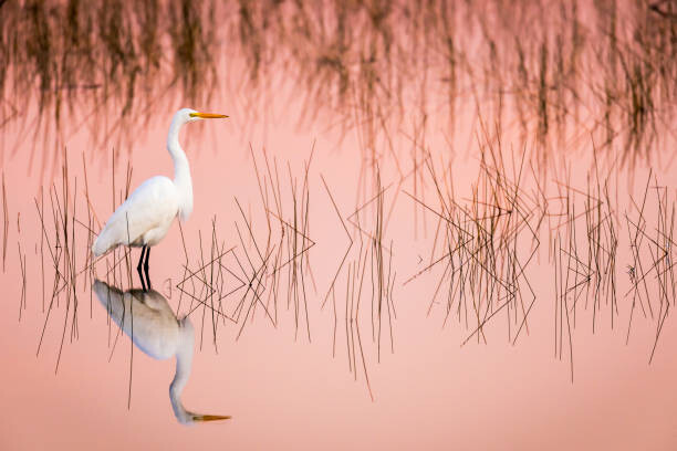 Fototapete Great Egret at Sunrise in a Pink Colored Marsh