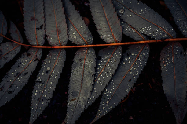 Fototapete Leaf of Staghorn sumac, close-up