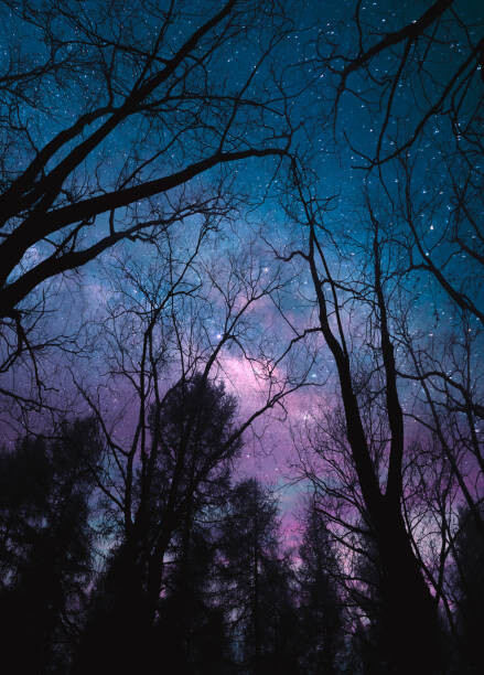 Fototapete Low angle view of forest at