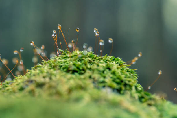 Fototapete Moss sporangia with morning dew (close-up)