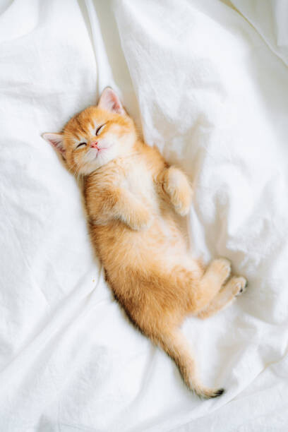 Fototapete Purebred Scottish straight golden shaded chinchilla